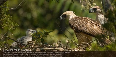 The official website of the Philippine Eagle Foundation | Philippine eagle, Visit philippines ...