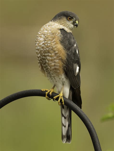 What’s For Dinner? Sharp-shinned and Cooper’s Hawks Pick Different Foods - FeederWatch