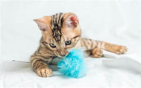 Best Cat Toys to Improve your Pet's Behavior - Paoli Vetcare