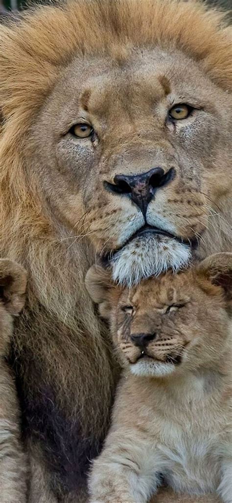 Lion Family Wallpapers - 4k, HD Lion Family Backgrounds on WallpaperBat