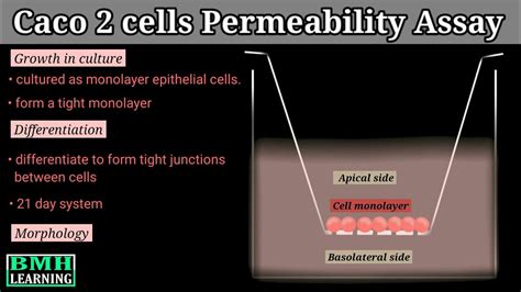 Caco 2 Cells Permeability Assay - YouTube