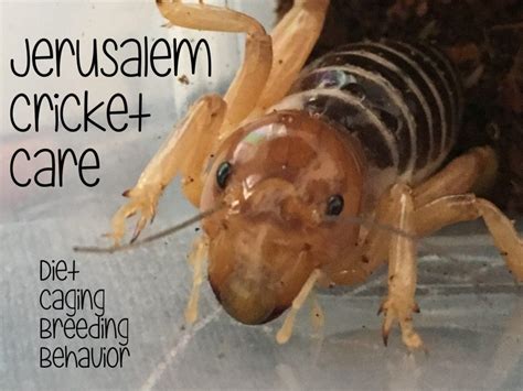 Jerusalem Cricket Care | PetHelpful