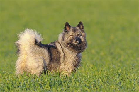 The Keeshond - Beautiful and Intelligent - Wagbrag