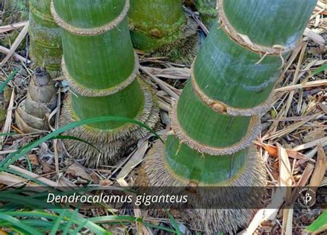 Bamboo Species Identification: A gallery of grasses | Bambu Batu | Bamboo species, Bamboo, Species