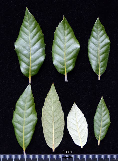 Quercus ilex | Landscape Plants | Oregon State University