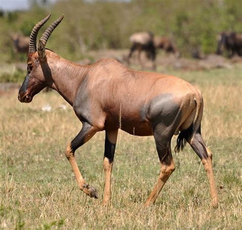 Tsessebe Hunting