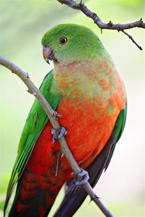 Queen by Alexandra Currie / 500px | Colorful birds, Parrots art ...