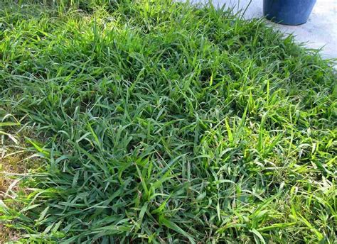 Best Crabgrass Killer for St. Augustine Grass