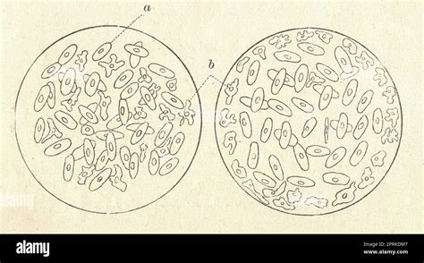 Antique engraved illustration of the frog blood. Vintage illustration ...