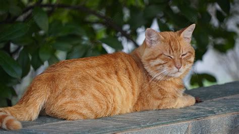 Quiet And Calm Yellow Kitten, Yellow, Kitten, Animal Background Image ...