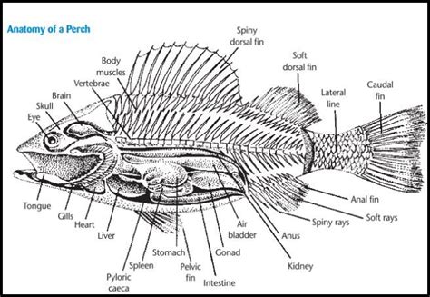 Fish Anatomy Diagram Printable For Kids - Tedy Printable Activities