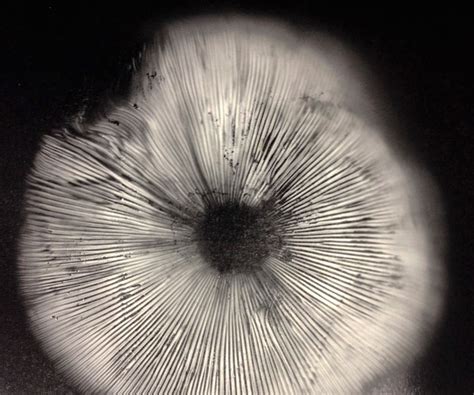 Mushroom Spore Prints : 5 Steps (with Pictures) - Instructables