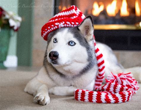 Husky Puppy Christmas Wallpapers - Wallpaper Cave