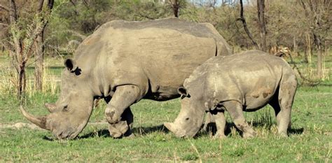 Matobo national park | zimbabwe national parks | visit zimbabwe