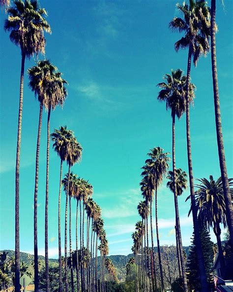 Palm Trees in Los Angeles California Palm Tree Lined Street | Etsy in ...