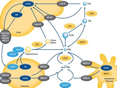 Lipoprotein metabolism