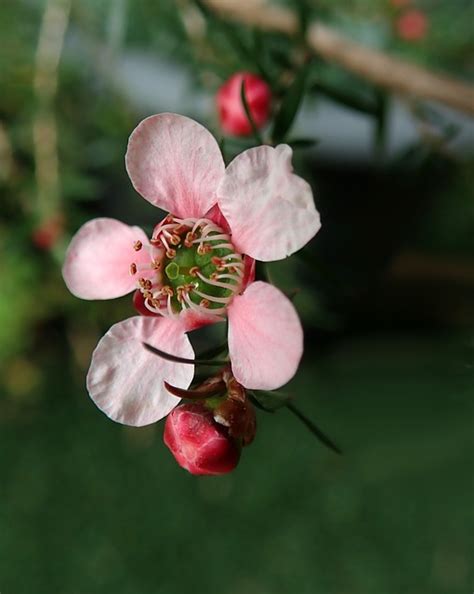 Tea Tree Flower Australian - Free photo on Pixabay - Pixabay