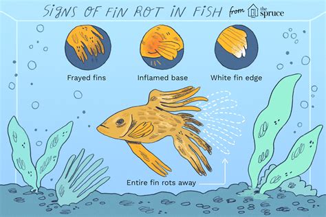 How to Treat Fin Rot in Aquarium Fish