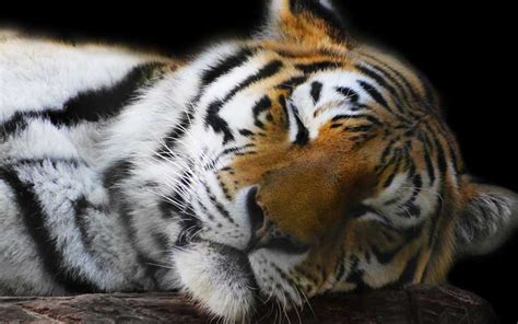 Tiger Hunting - Tiger Facts and Information