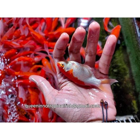 Jual ikan komet merah putih / ikan koi komet / ikan hias kolam | Shopee ...