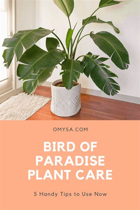 Bird of Paradise Plant Care: 5 Handy Tips to Use Now | Plant care, Plants, Paradise plant