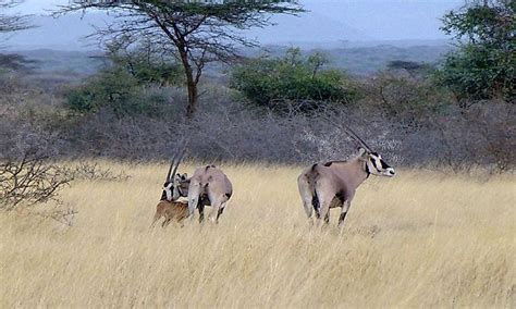 Ethiopia's National Parks - WorldAtlas