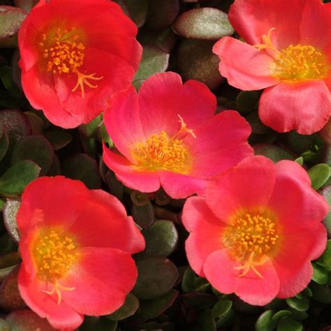 Portulaca Oleracea Toucan Scarlet Shades Herb Seeds | Rose seeds, Purslane seeds, Flower seeds