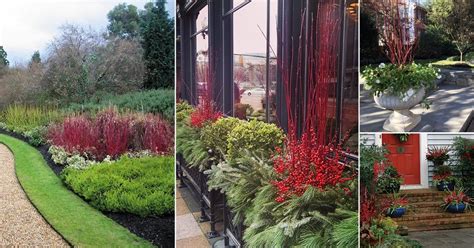 17 Inspiring Red Twig Dogwood Landscape Design Ideas