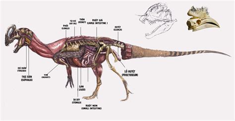 Dilophosaurus Skeleton Diagram