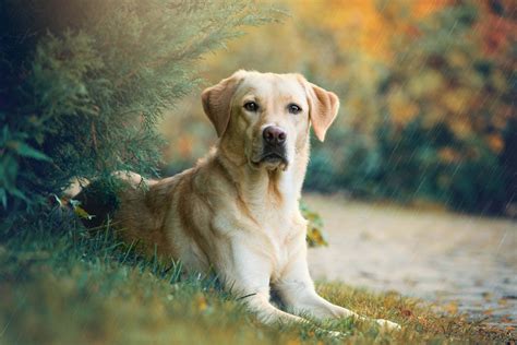 Hunting Dog Profile: The Lovable, Versatile Labrador Retriever | GearJunkie