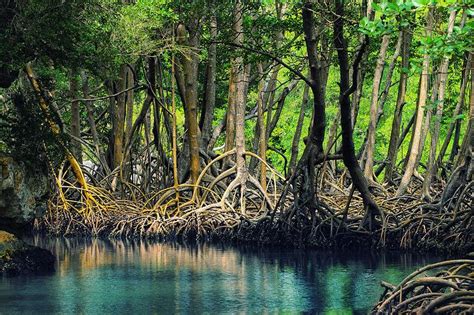 Endangered Animals of the Mangrove Forests