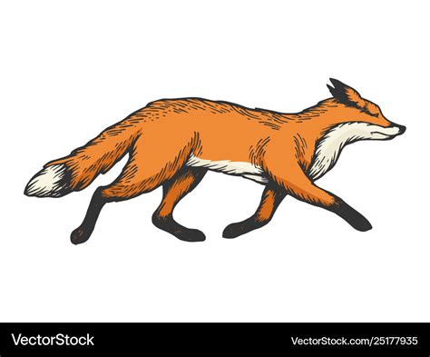 Running fox animal color sketch engraving Vector Image