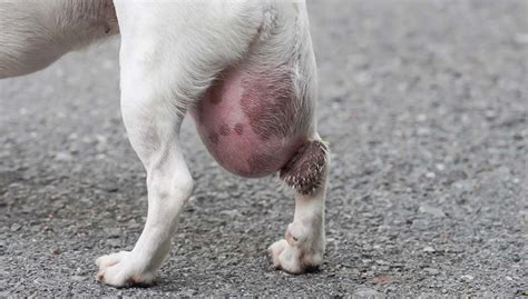 What Can Cause Bumps On A Dogs Skin