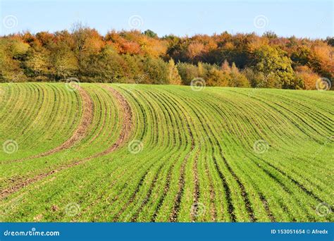 Autumn Field and Trees, Beautiful Landscape Stock Photo - Image of landscape, tree: 153051654