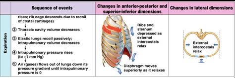 Rib Cage Muscles - qwlearn