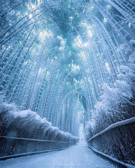 Frozen Bamboo Path In Kyoto! | Scrolller