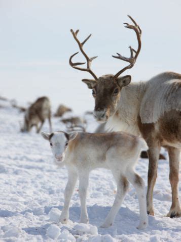 my yearly reindeer rant: both male and female reindeer grow antlers in ...