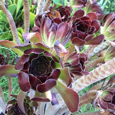 Purple Aeonium | Aeonium arboreum 'Atropurpureum' Purple Aeo… | Flickr