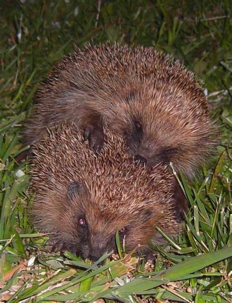 European Hedgehog Breeding Biology - Oestrous & Gestation | Wildlife Online