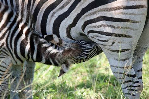 Lion, White Rhino, Giraffe, Hippo, Hippopotamus, Lion, Mating Lion, Elephant, Etosha, Kruger ...