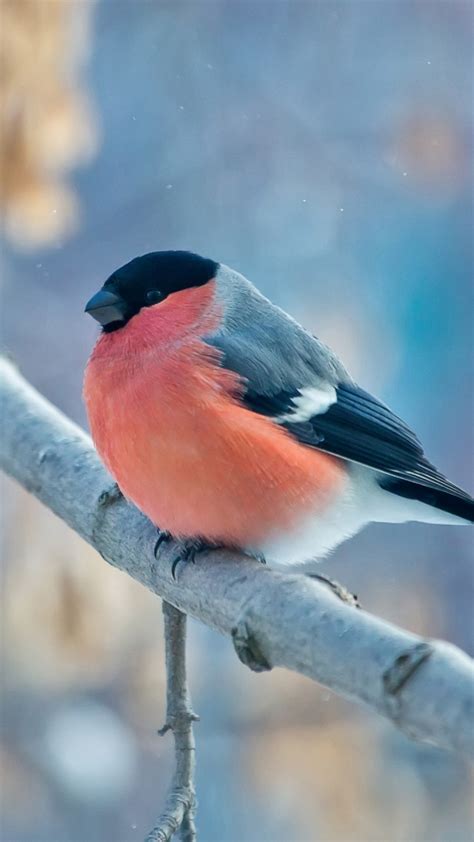 Bullfinch Winter 4K Wallpapers | HD Wallpapers | ID #18772