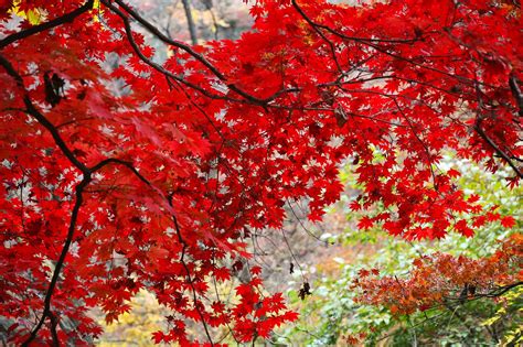 Download free photo of Leaves,autumn leaves,autumn,the leaves,leaf - from needpix.com