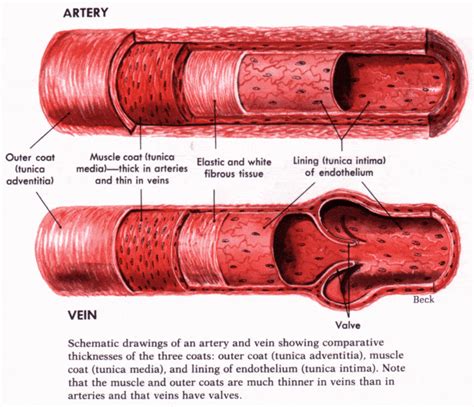 What Does It Mean to Blow a Vein?