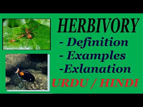 Herbivory Examples