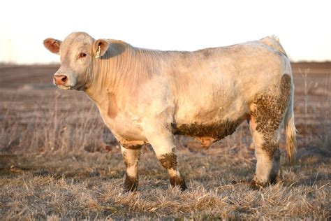 Charolais Bull for Sale | The Pulse