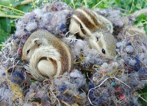 Pin on R. : Squirrels all kind of.