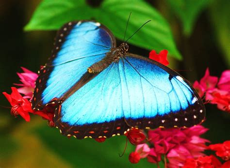 Top 10 Most Beautiful Colorful Butterflies Species