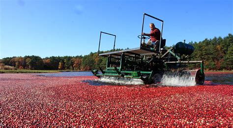 Cranberries Go Abroad, a Tonic for an Ailing Industry - The New York Times