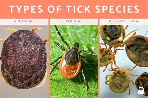 Different types of Ticks - Tick Species Characteristics and Photos