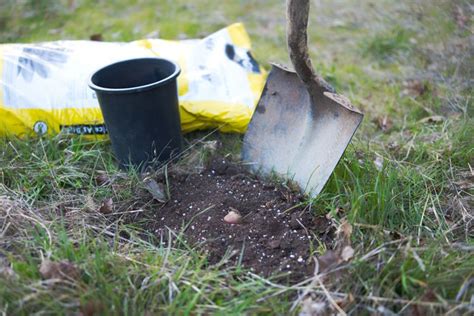 Collect and Plant an Acorn to Grow an Oak Tree